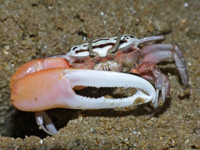 Crab with one enlarged claw