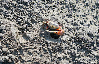 Crab outside burrow in sand