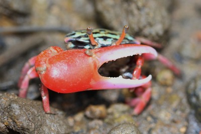 Crab with one enlarged claw
