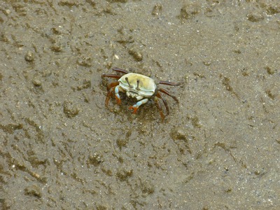 Crab standing on sand