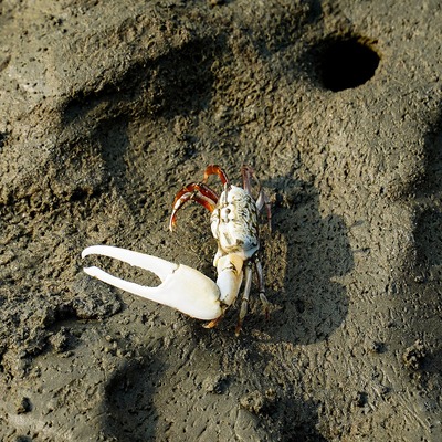 White crab with one enlarged claw