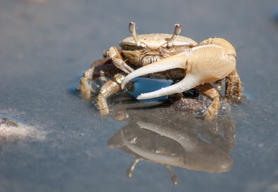 Crab with one enlarged claw