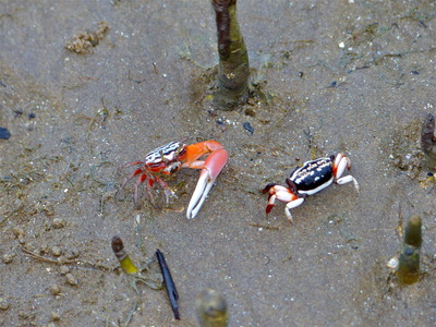 Two crabs standing on sand