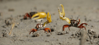 Two crabs standing with one claw raised