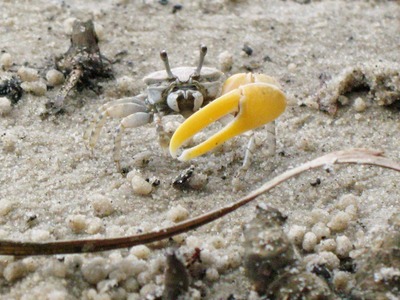 Crab with one enlarged claw